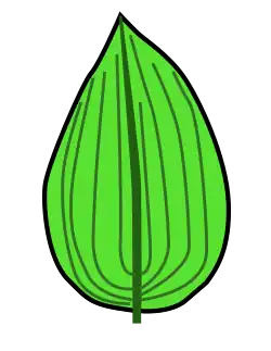 Venación paralelódroma.