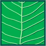 Hoja pinadamente venada (si venación 3° es reticulada) o peni-paralela (si venación 3° es paralela).