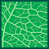 Hoja de venación reticulada.