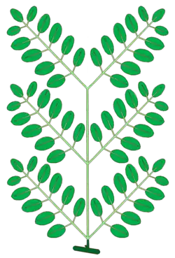 Hoja bipinadamente compuesta. En verde oscuro el pecíolo, en verde claro el raquis, las 6 raquillas y los peciolulos.