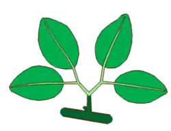 Hoja bigeminada. En verde oscuro el pecíolo, en verde claro las dos raquillas y los cuatro peciolulos.