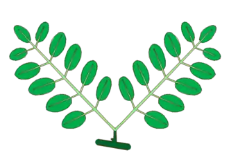 Hoja geminada-pinada. En verde oscuro el pecíolo, en verde claro las dos raquillas y los peciolulos.