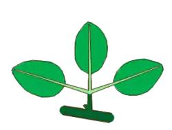 Hoja ternadamente compuesta con 3 peciolulos.