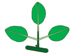 Hoja ternadamente compuesta pinada-ternada. En verde oscuro el pecíolo y el raquis, en verde claro los 3 peciolulos.