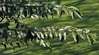 Hojas en Calcuta, Bengala Occidental, India.
