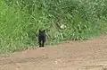 gato montés con melanismo (Leopardus geoffroyi) caminando por el parque nacional Ciervo de los Pantanos