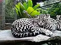 Manigordo. Ocelote. Costa Rica