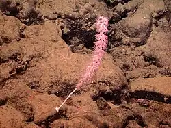 Lepidisis sp. a 2683 m en la montaña marina de Davidson