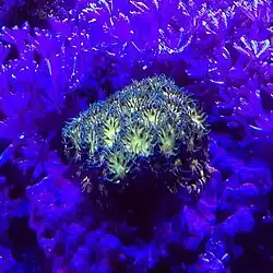 Leptastrea bajo luz actínica, mostrando colores contrastantes entre disco oral y resto del pólipo