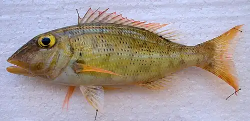 Lethrinus ravus