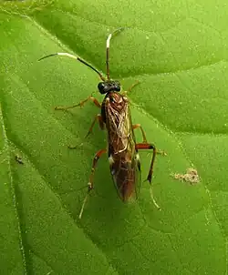 Leucopelmonus annulicornis