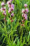 Liatris aspera