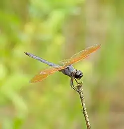 Libellula jesseana