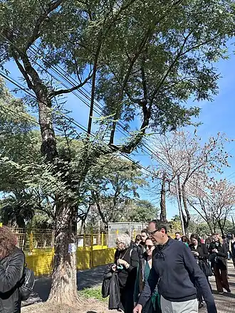 Elena Liberatori durante una inspección judicial en Parque Avellaneda, caminando junto a un enorme árbol de tipa plantado en la vereda y a otras personas