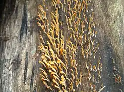 Setas que colonizan la superficie de un tronco.