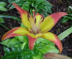 Híbrido del grupo de cultivares asiáticos 'Cancun'