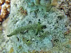 Brazo generando un nuevo ejemplar.