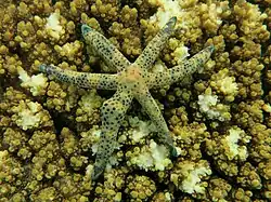 L. multifora con seis brazos.