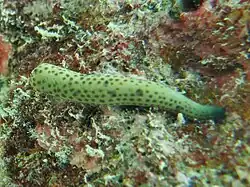 Brazo aislado de L. multifora, del que se generará un nuevo ejemplar completo.