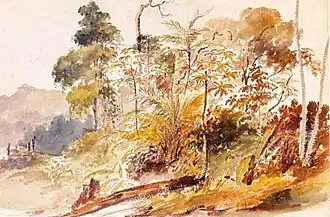 Linde del bosque (sin fecha)