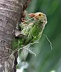 Preparando un nido en el agujero de un árbol en Calcuta, Bengala&nbsp;Occidental, India.