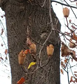 Liriodendron tulipifera.