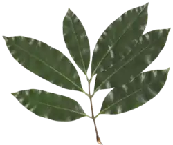 Hoja pinnada dividida en folíolos