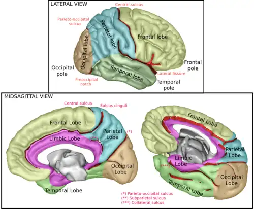 Neocorteza formado por los lóbulos temporal, frontal, parietal, occipital