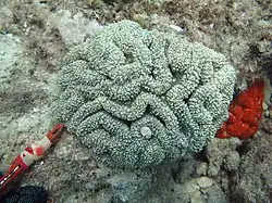 Lobophyllia flabelliformis