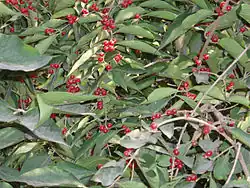 Hojas y frutos en otoño.