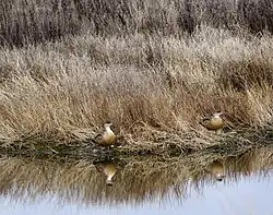 Pareja de patos crestones (Lophonetta specularioides).