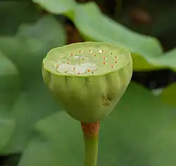 Frutos. Son núculas inmersas en el receptáculo.