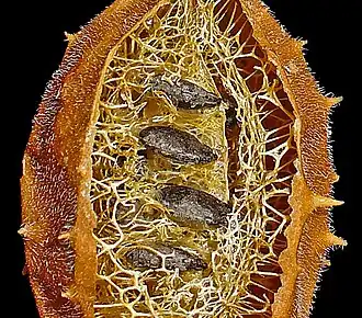 Exocarpio y parte del mesocarpio fibroso removidas, se observan las semillas aplanadas orientadas horizontalmente al eje floral.