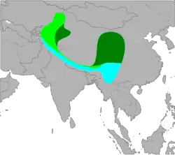 Área de reproducción de L. p. tschebaiewi Área de reproducción de otras poblaciones Área de invernada