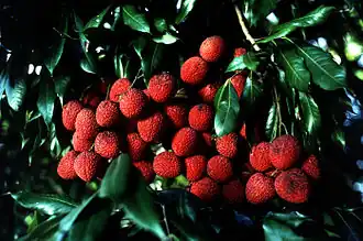 Litchi chinensis