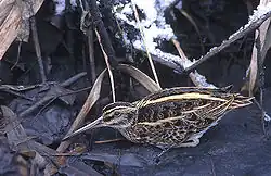 La agachadiza chica tiene la lista superciliar dividida por una línea oscura.