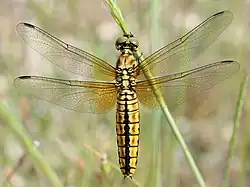 Hembra de Lyriothemis pachygastra