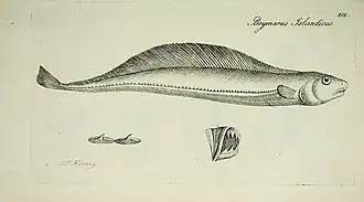 Trachipterus arcticus