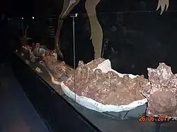 Fósiles del Tyrannotitan