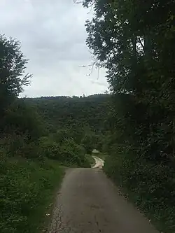 El camino entre bosques.