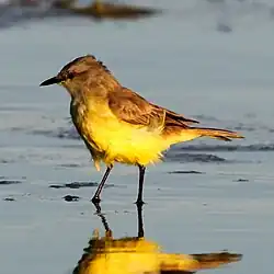 Machetornis rixosa Cattle Tyrant