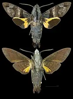 Macroglossum heliophila'