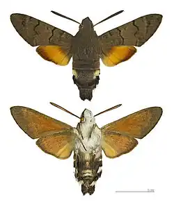 Macroglossum stellatarum