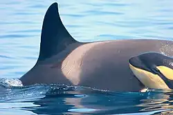 Madre hijo de orca en el Estrecho