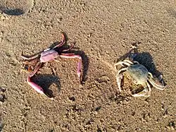 Junto con Carcinus maenas