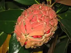 Algunos folículos comienzan a abrirse.