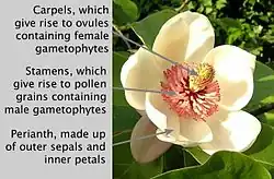 Flor de Magnolia, los carpelos libres darán el fruto agregado de folículos.