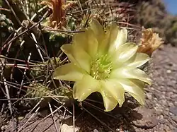 Flor de M. camachoi.