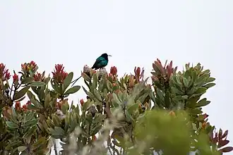 Suimanga malaquita macho.