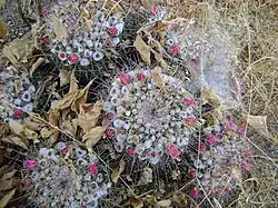 Diversas especies de cactáceas habitan en Aguascalientes. En imagen, Mammillaria petterssonii.